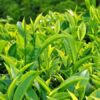 Công dụng của lá trà xanh đối với sức khỏe thể chất tinh thần