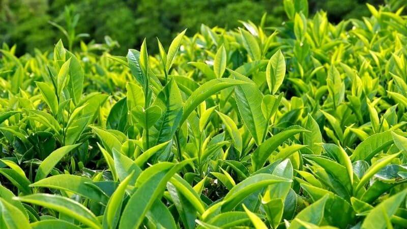 Công dụng của lá trà xanh đối với sức khỏe thể chất tinh thần Mua Trà Tân Cương Thái Nguyên | Trà Kim Thúy Chính Gốc Mua Trà Tân Cương Thái Nguyên | Trà Kim Thúy Chính Gốc Công dụng của lá trà xanh đối với sức khỏe thể chất tinh thần