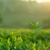 Thời điểm thu hái quyết định chất lượng trà như thế nào