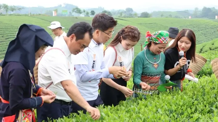 cơ sở sản xuất trà kim thúy Trà Kim Thúy Trà Sạch Nguyên Chất Chuẩn Trà Thái Nguyên Trà Kim Thúy Trà Sạch Nguyên Chất Chuẩn Trà Thái Nguyên cơ sở sản xuất trà kim thúy